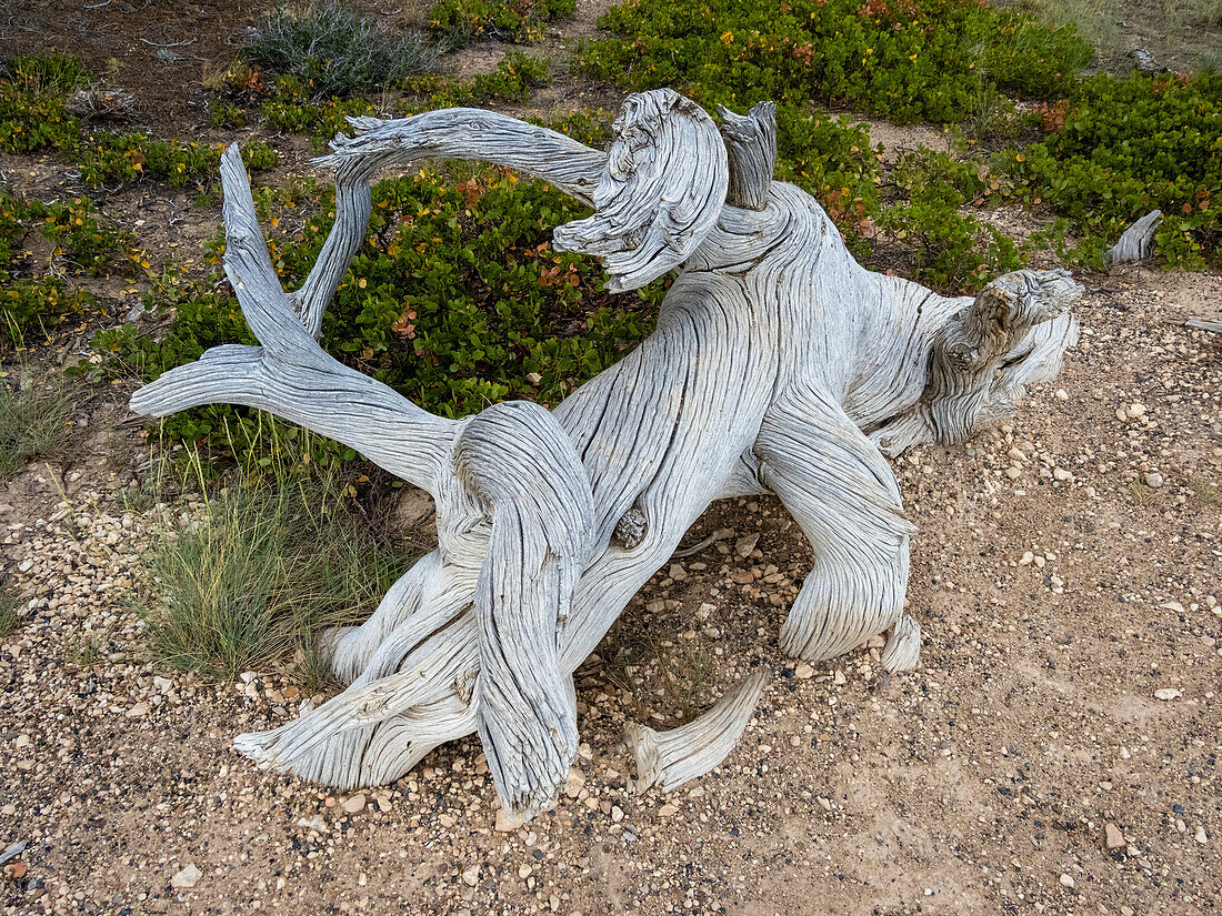 An interesting piece of wood in Bryce Canyon National Park, Utah, United States of America, North America