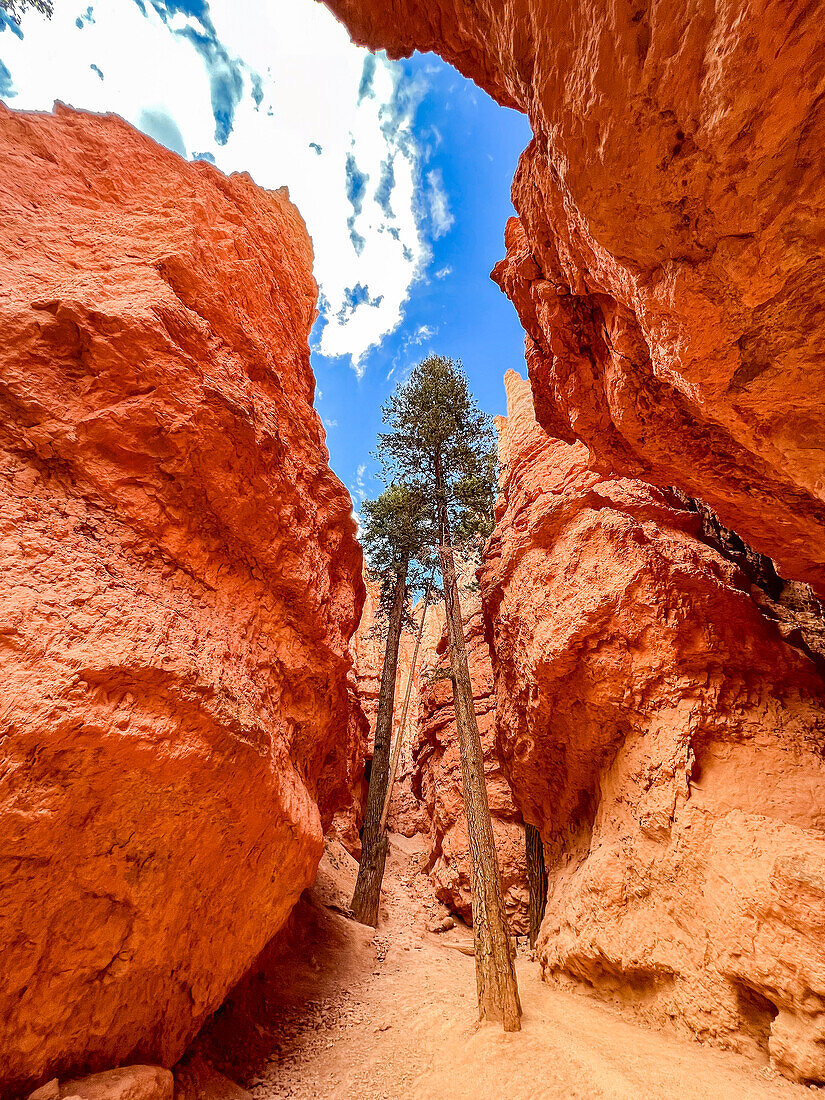 Riesige Bäume in einem Slot Canyon im Bryce Canyon National Park, Utah, Vereinigte Staaten von Amerika, Nordamerika