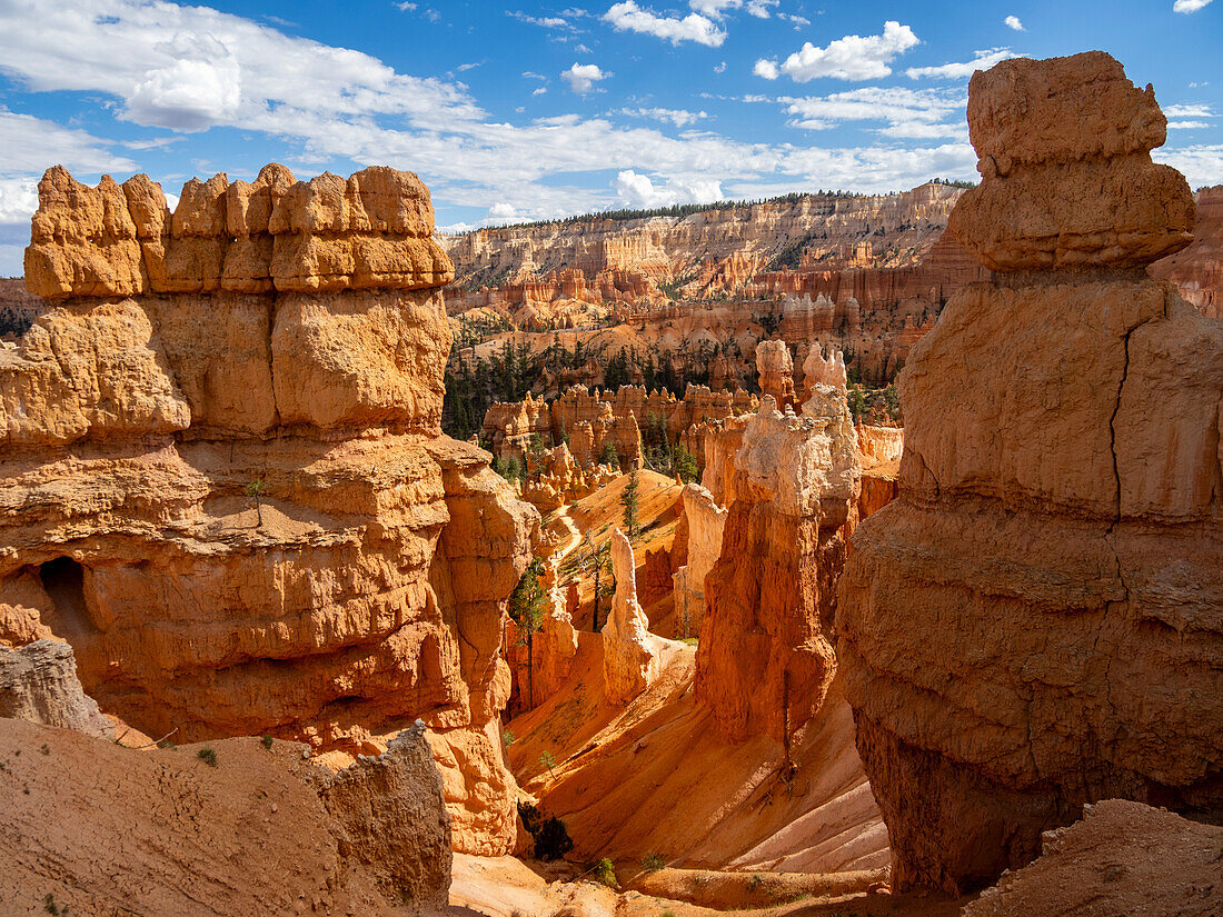 Red rock formations known as hoodoos in Bryce Canyon National Park, Utah, United States of America, North America