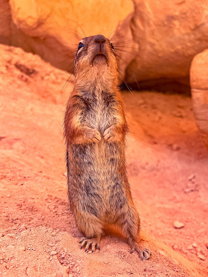 An adult golden-mantled ground squirrel (Callospermophilus lateralis), in Bryce Canyon National Park, Utah, United States of America, North America