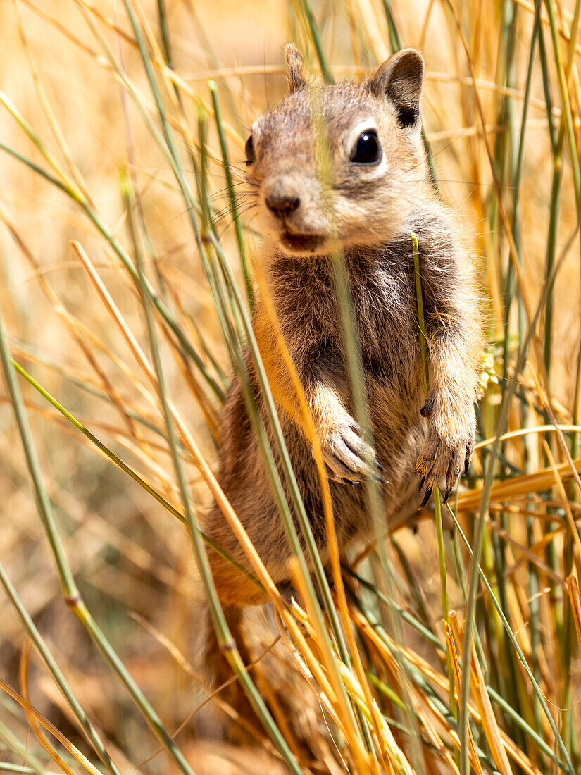 Ein ausgewachsenes Goldmantel-Erdhörnchen (Callospermophilus lateralis), im Bryce Canyon National Park, Utah, Vereinigte Staaten von Amerika, Nordamerika