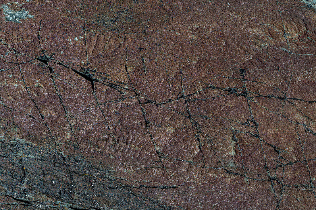 Fossilien aus dem Präkambrium, Mistaken Point, UNESCO-Welterbestätte, Avalon-Halbinsel, Neufundland, Kanada, Nordamerika
