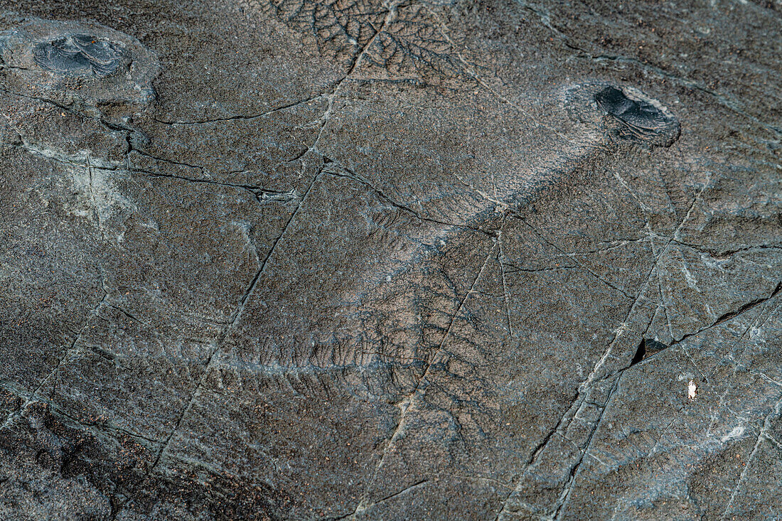 Fossilien aus dem Präkambrium, Mistaken Point, UNESCO-Welterbestätte, Avalon-Halbinsel, Neufundland, Kanada, Nordamerika