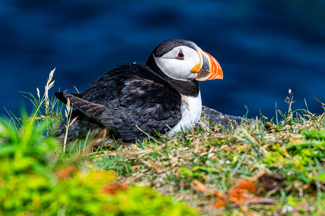 Nahaufnahme eines Papageientauchers, Papageientaucher-Vogelbeobachtungsplatz in Elliston, Bonavista-Halbinsel, Neufundland, Kanada, Nordamerika