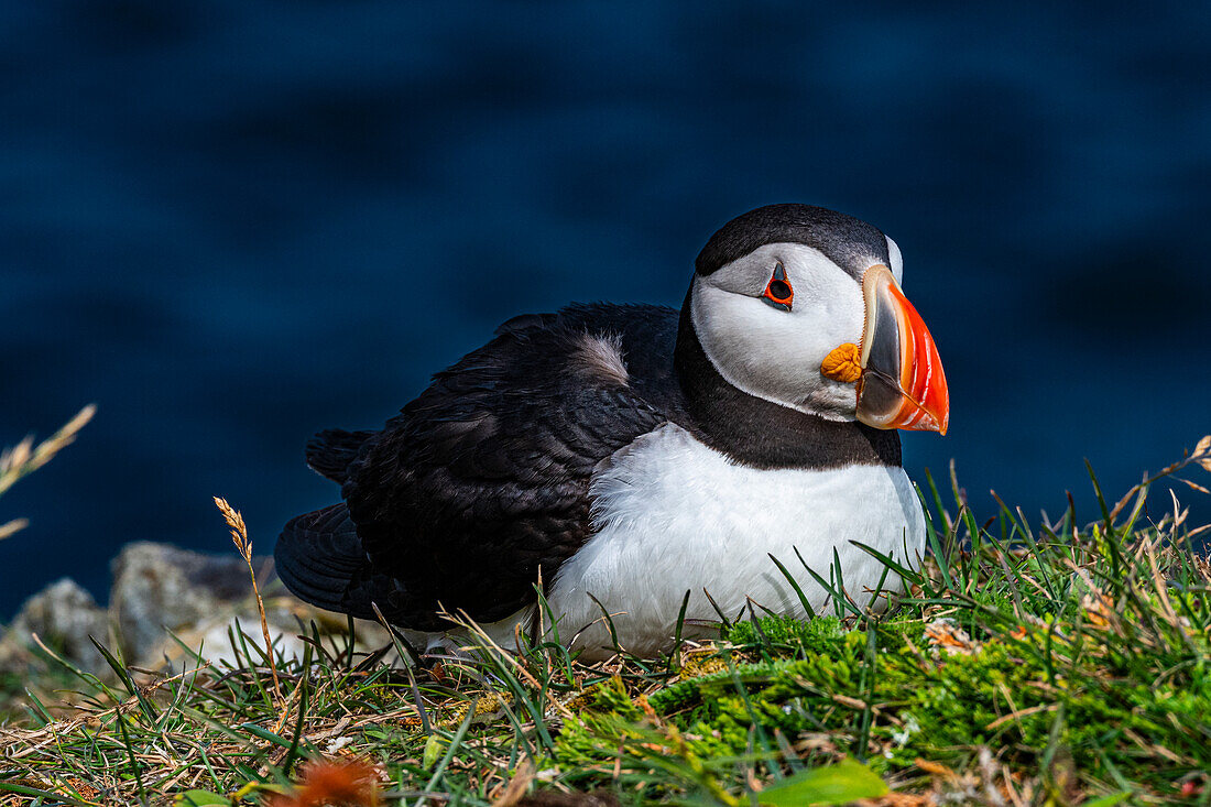 Nahaufnahme eines Papageientauchers, Papageientaucher-Vogelbeobachtungsplatz in Elliston, Bonavista-Halbinsel, Neufundland, Kanada, Nordamerika