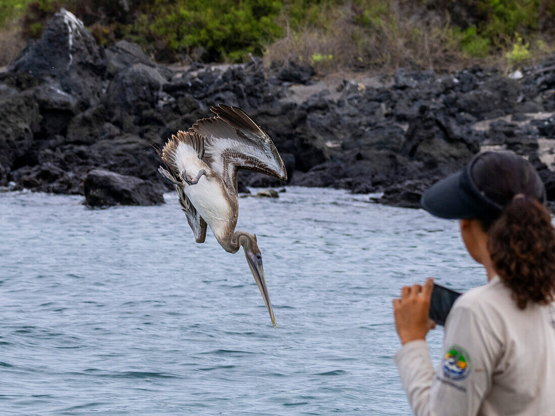 Juvenile brown pelican (Pelecanus occidentalis), plunge diving in Urbina Bay, Galapagos Islands, UNESCO World Heritage Site, Ecuador, South America