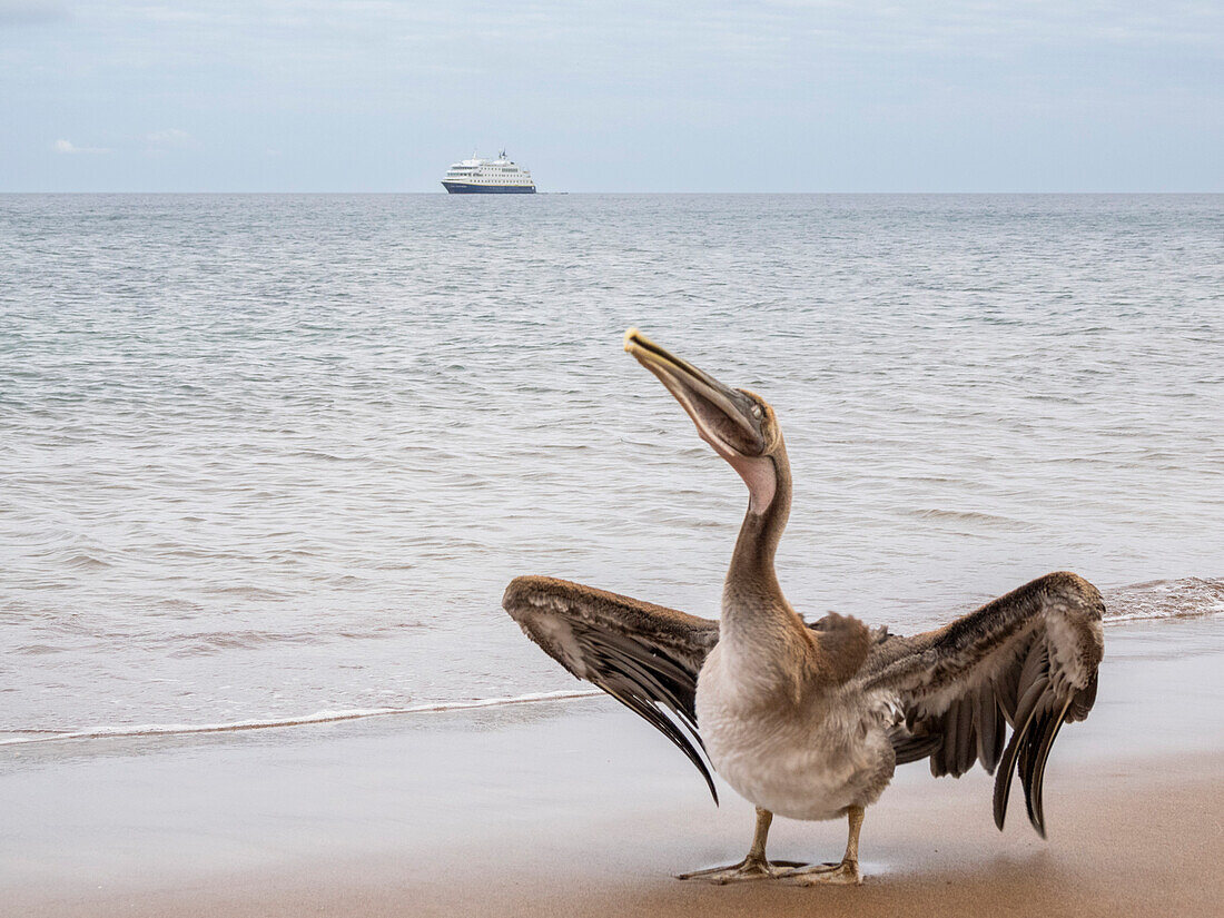 Juvenile brown pelican (Pelecanus occidentalis), in Buccaneer Cove, Santiago Island, Galapagos Islands, UNESCO World Heritage Site, Ecuador, South America