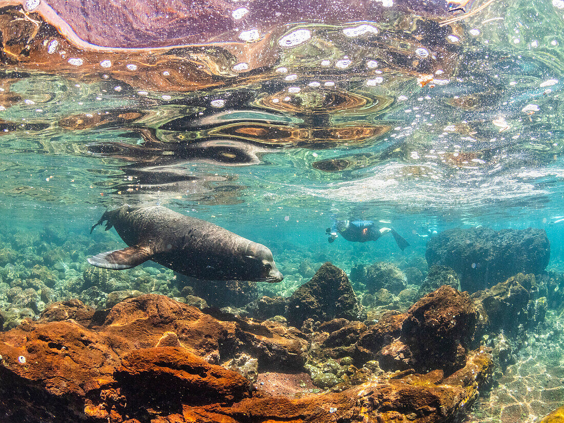 Ausgewachsener männlicher Galapagos-Seelöwe (Zalophus wollebaeki), unter Wasser auf der Insel Santiago, Galapagos-Inseln, UNESCO-Weltnaturerbe, Ecuador, Südamerika