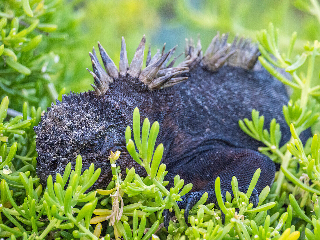 Adult Galapagos marine iguana (Amblyrhynchus cristatus), basking on Fernandina Island, Galapagos Islands, UNESCO World Heritage Site, Ecuador, South America