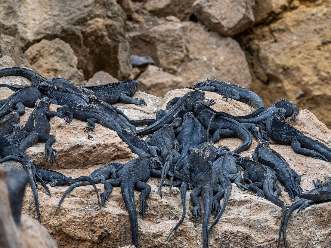 Ausgewachsene Galapagos-Meeresleguane (Amblyrhynchus cristatus), sonnen sich auf der Insel Isabela, Galapagos-Inseln, UNESCO-Weltnaturerbe, Ecuador, Südamerika