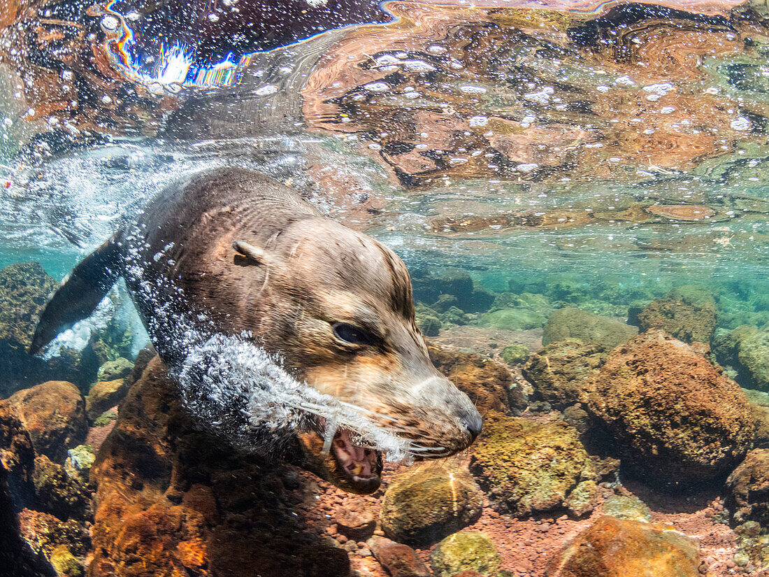 Adult male Galapagos sea lion (Zalophus wollebaeki), underwater on Santiago Island, Galapagos Islands, UNESCO World Heritage Site, Ecuador, South America