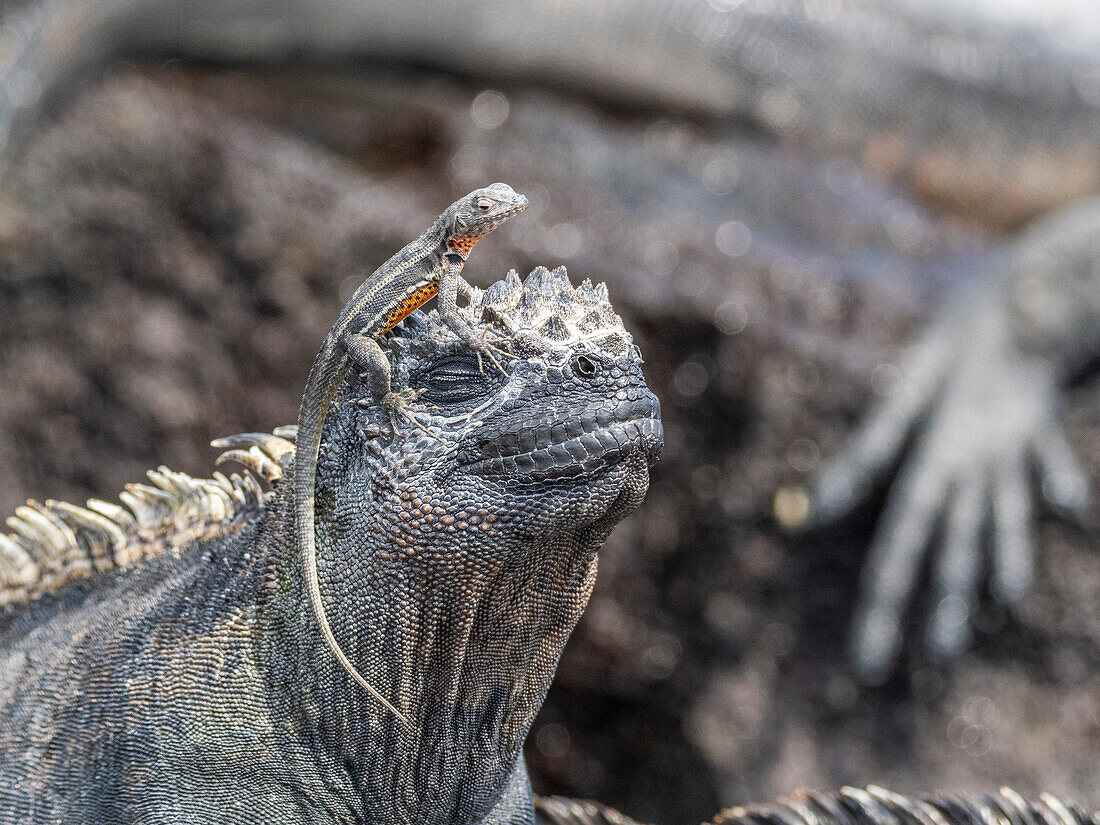 Galapagos-Meeresleguan (Amblyrhynchus cristatus), Galapagos-Lavaeidechse (Microlophus albemarlensis), Galapagos-Inseln, UNESCO-Welterbe, Ecuador, Südamerika