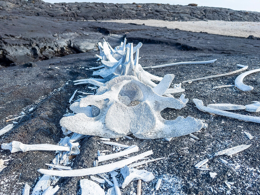 Skeleton from a Bryde's whale (Balaenoptera brydei) in the lava on Fernandina Island, Galapagos Islands, UNESCO World Heritage Site, Ecuador, South America