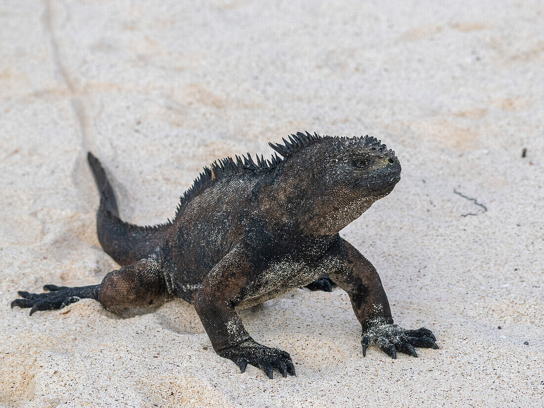 Ausgewachsener Galapagos-Meeresleguan (Amblyrhynchus cristatus), am Strand von Cerro Brujo Beach, Insel San Cristobal, Galapagos-Inseln, UNESCO-Welterbe, Ecuador, Südamerika