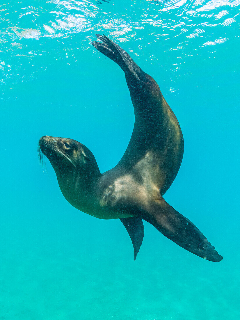 Galapagos sea lion (Zalophus wollebaeki) … – License image – 14141766