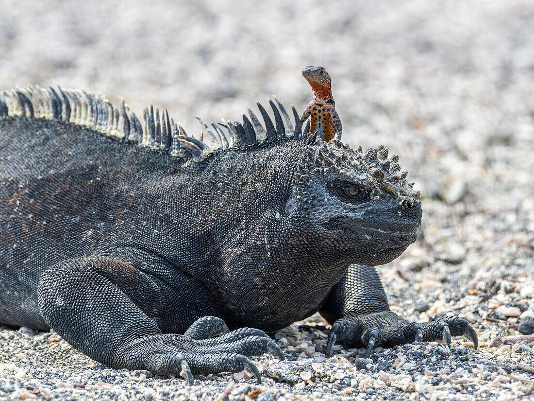 Galapagos marine iguana (Amblyrhynchus cristatus), Galapagos lava lizard (Microlophus albemarlensis), Galapagos Islands, UNESCO World Heritage Site, Ecuador, South America