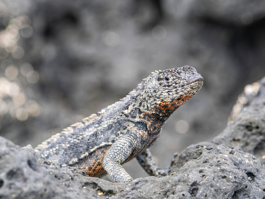 Adult male Galapagos lava lizard (Microlophus albemarlensis), on Fernandina Island, Galapagos Islands, UNESCO World Heritage Site, Ecuador, South America