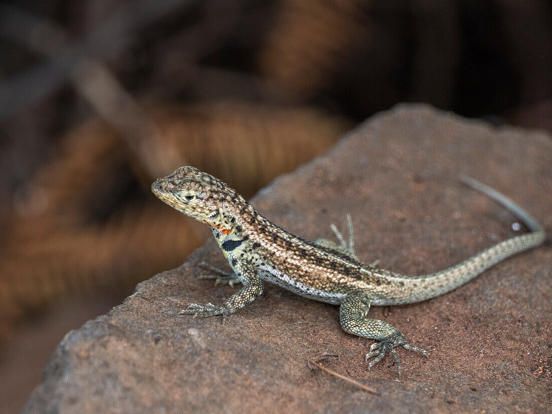 Ausgewachsene weibliche Galapagos-Lavaechse (Microlophus albemarlensis), Santa-Cruz-Insel, Galapagos-Inseln, UNESCO-Weltnaturerbe, Ecuador, Südamerika