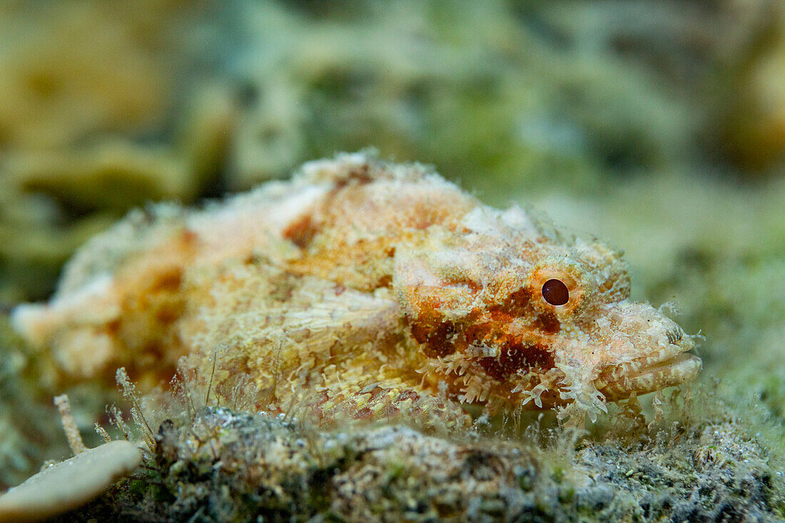 An adult tassled scorpionfish (Scorpaenopsis oxycephalus) camouflaged in the coral, Kawe Island, Raja Ampat, Indonesia, Southeast Asia, Asia