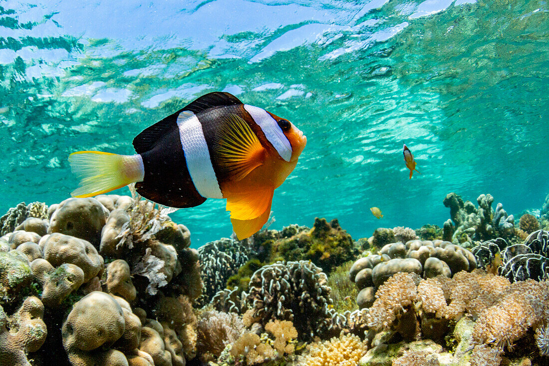 Ein ausgewachsener Clarks-Anemonenfisch (Amphiprion clarkii), schwimmt über das Riff in der Nähe der Insel Bangka, Indonesien, Südostasien, Asien