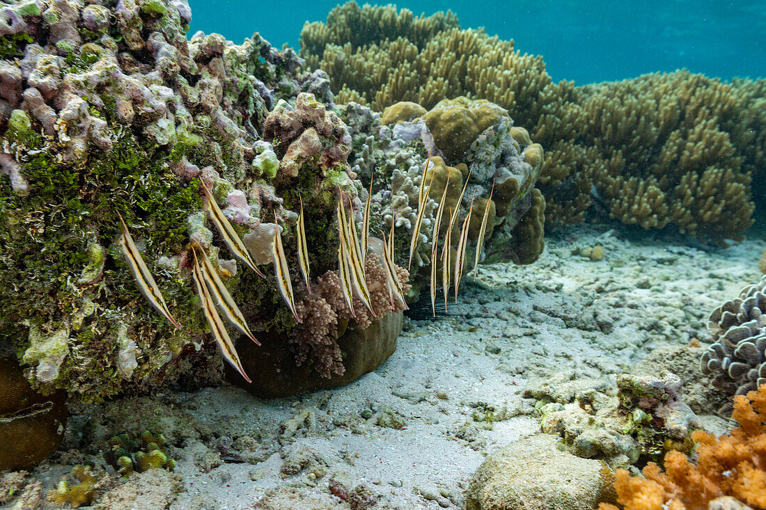 Ein Schwarm gegliederter Rasiermesserfische (Aeoliscus strigatus) in ihrer üblichen Formation mit dem Kopf nach unten, vor der Insel Bangka, Indonesien, Südostasien, Asien