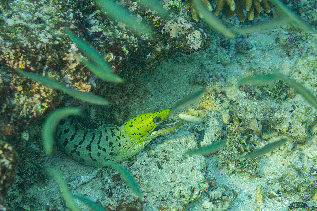 Eine ausgewachsene Fransenmuräne (Gymnothorax fimbriatus), umgeben von kleinen Fischen vor der Insel Bangka, Indonesien, Südostasien, Asien