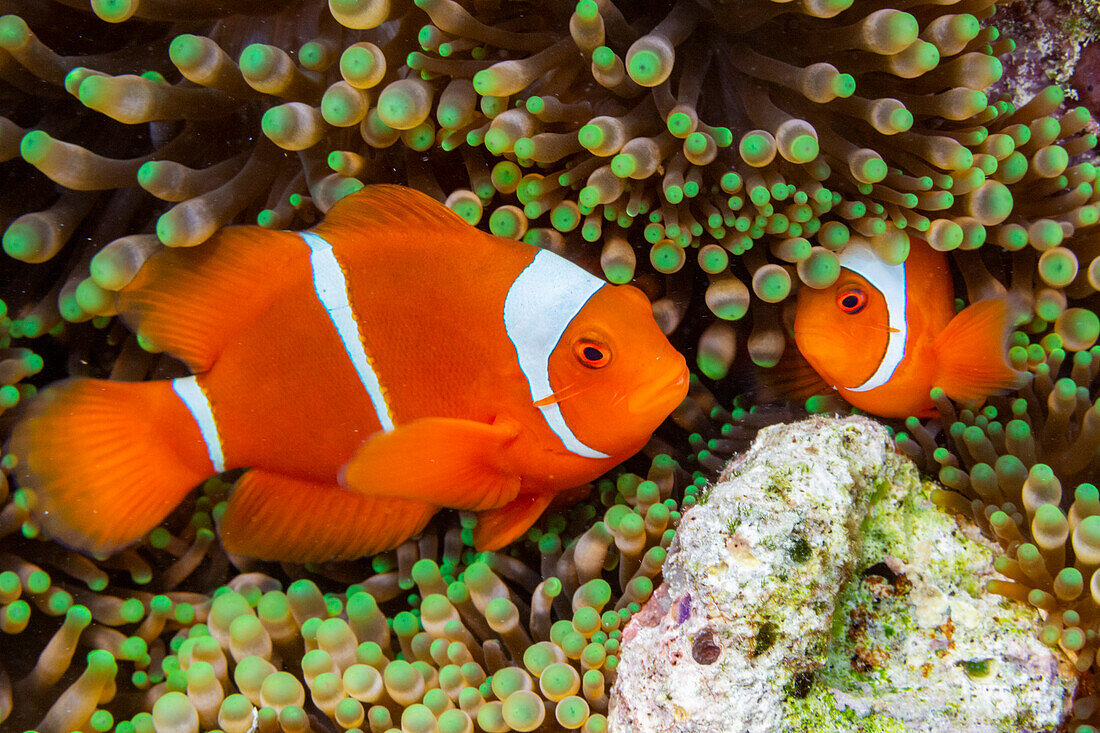 Ein Paar Stachelwangen-Anemonenfische (Amphiprion biaculeatus), versteckt in einer Anemone vor der Insel Wohof, Raja Ampat, Indonesien, Südostasien