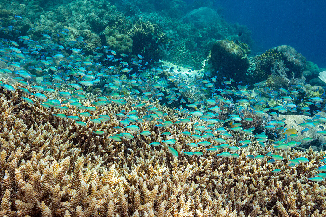 Adult blue-green chromis (Chromis virdis), on the reef off Kri Island, Raja Ampat, Indonesia, Southeast Asia