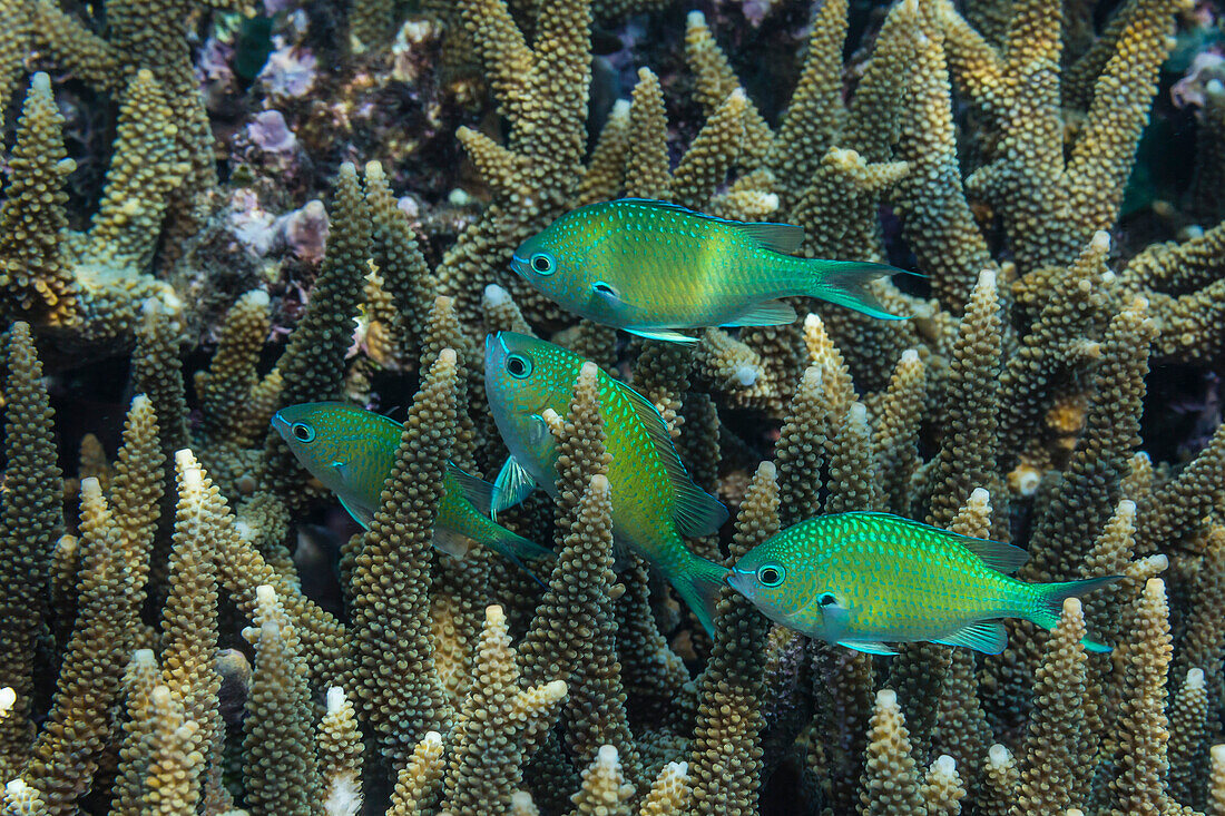 Ausgewachsener Blaugrüner Chromis (Chromis virdis), am Riff vor der Insel Kri, Raja Ampat, Indonesien, Südostasien