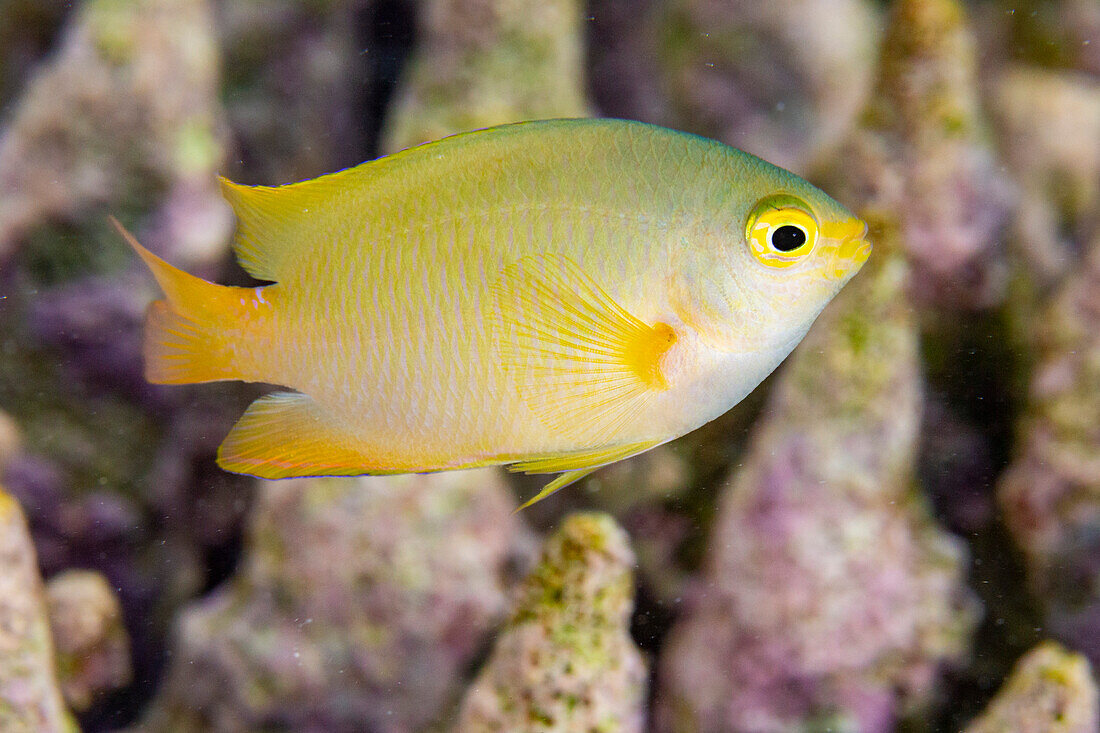 An adult lemon damsel (Pomacentrus moluccensis), on the reef off Kawe Island, Raja Ampat, Indonesia, Southeast Asia