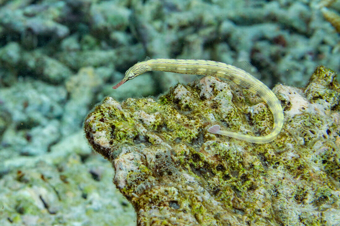 Ein ausgewachsener Gebänderter Pfeifenfisch (Dunckerocampus dactyliophorus), am Riff vor Wohof Island, Raja Ampat, Indonesien, Südostasien
