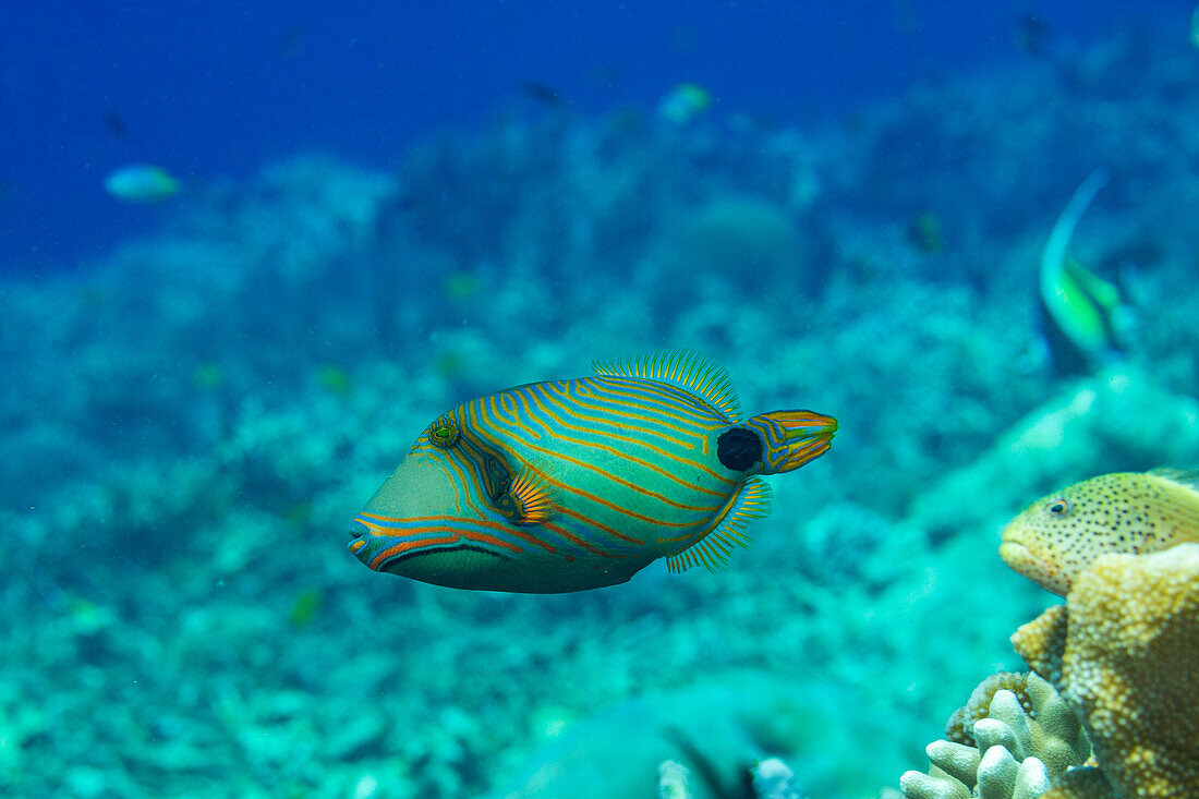 Ein ausgewachsener Orangestreifen-Drückerfisch (Balisttapus undulatus), am Riff vor der Insel Bangka, Indonesien, Südostasien