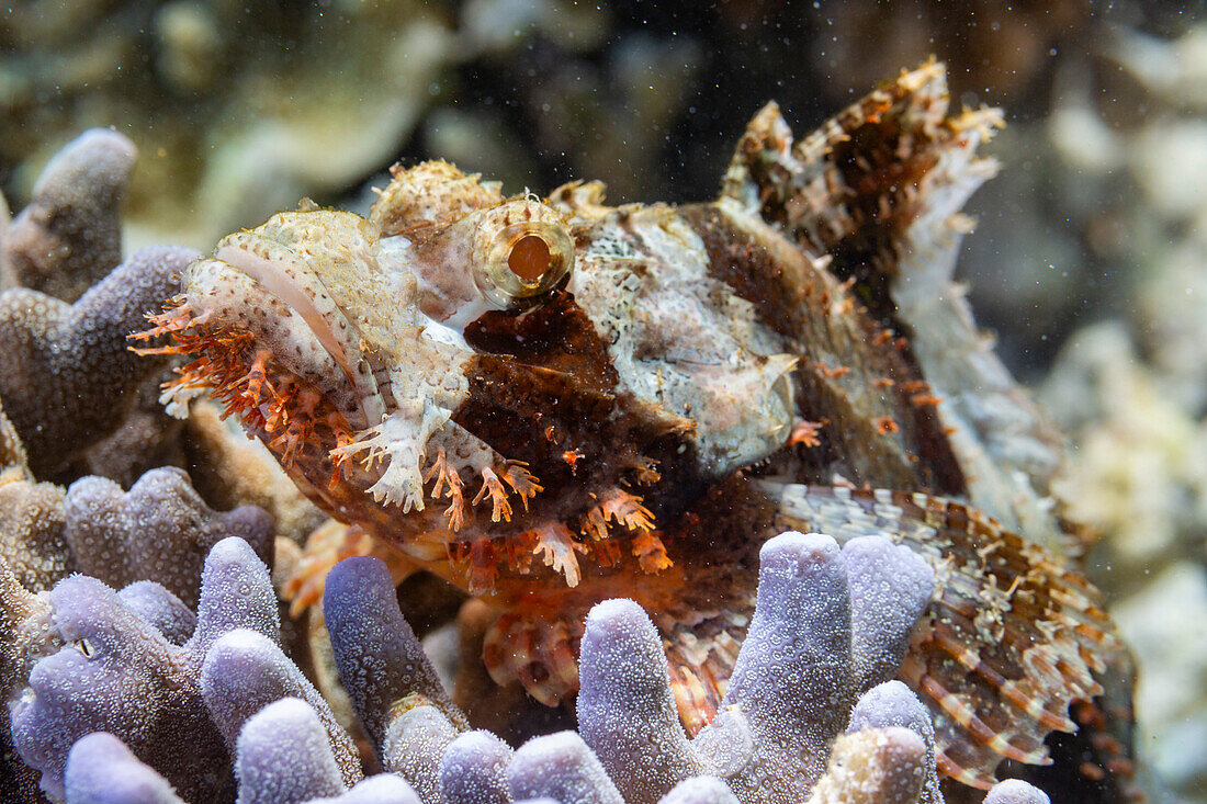 Ein ausgewachsener Skorpionfisch (Scorpaenopsis oxycephalus), getarnt in der Koralle, Port Airboret, Raja Ampat, Indonesien, Südostasien