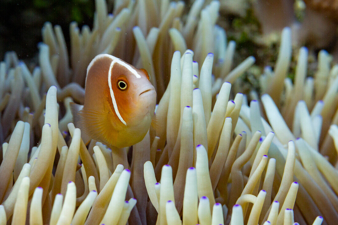 Ein ausgewachsener rosa Stinktier-Anemonenfisch (Amphiprion perideraion), schwimmend am Riff vor der Insel Bangka, Indonesien, Südostasien