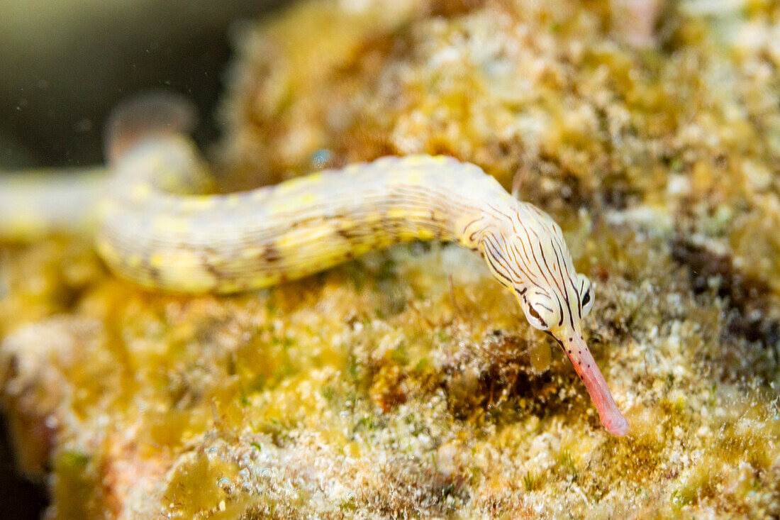 Ein ausgewachsener Gebänderter Pfeifenfisch (Dunckerocampus dactyliophorus), am Riff vor Wohof Island, Raja Ampat, Indonesien, Südostasien