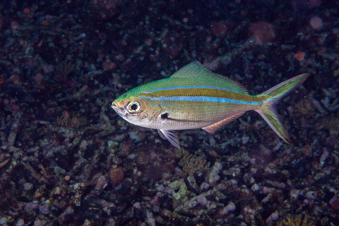 Ein ausgewachsener Scherenschwanz-Füsilierfisch (Caesio caerulaurea), am Riff der Insel Kri, Raja Ampat, Indonesien, Südostasien