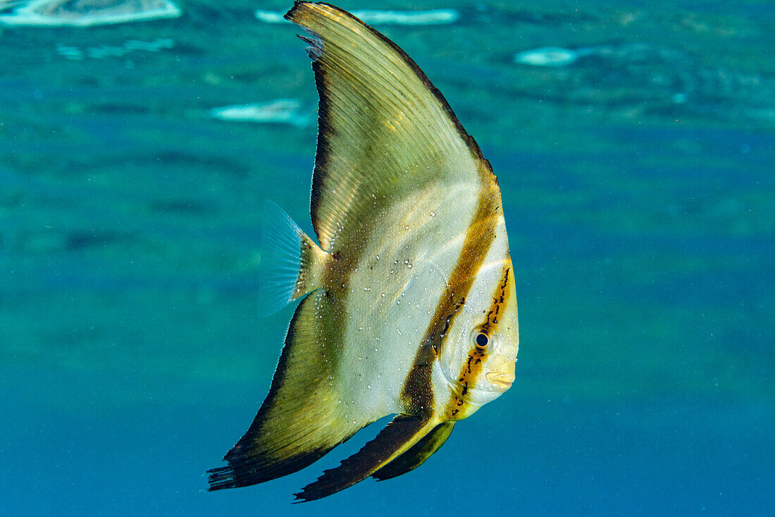 An adult round batfish (Platax orbicularis), off the reef on Bangka Island, near Manado, Indonesia, Southeast Asia