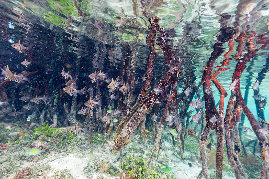 A school of orbicular cardinalfish (Sphaeramia orbicularis), in the mangroves off Wohof Island, Raja Ampat, Indonesia, Southeast Asia