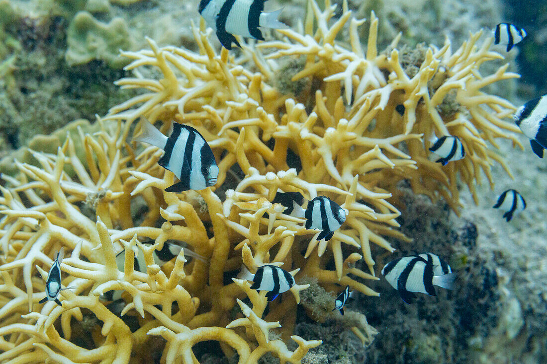 Ausgewachsener Humbug (Dascyllus aruanus), vor dem Riff der Insel Kawe, Raja Ampat, Indonesien, Südostasien