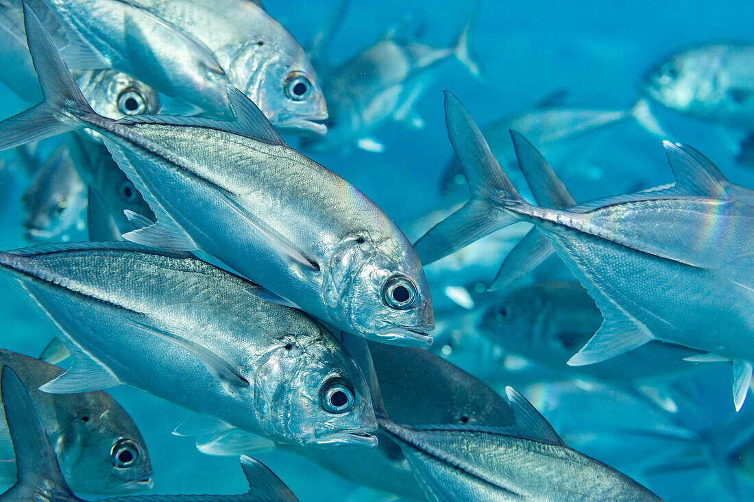 Ein Schwarm Großaugenmakrelen (Caranx sexfasciatus), Village Reef, Raja Ampat, Indonesien, Südostasien