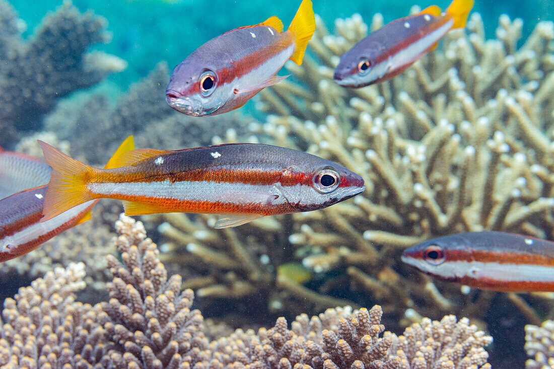 Ein ausgewachsener Zweifleckschnapper (Lutjanus biguttatus), am Riff vor der Insel Wohof, Raja Ampat, Indonesien, Südostasien