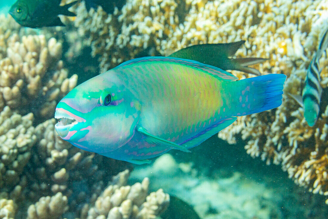 An adult Pacific bullethead parrotfish (Chlorurus spiluris), off the reef on Kawe Island, Raja Ampat, Indonesia, Southeast Asia