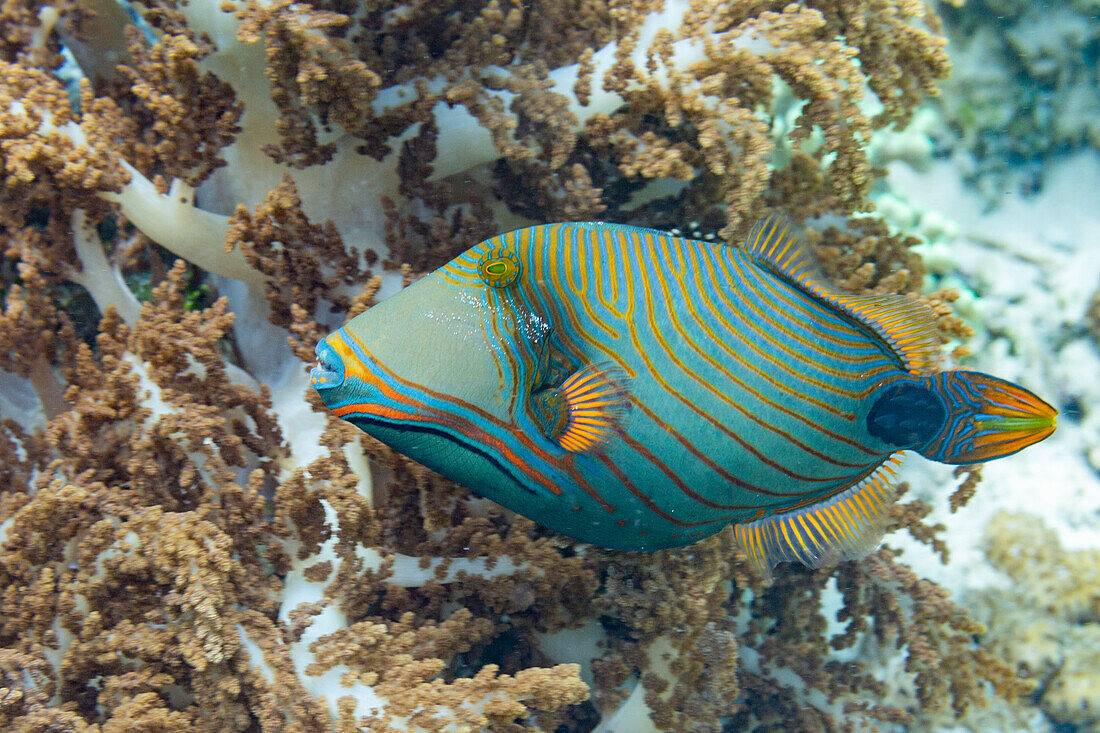 An adult orangestripe triggerfish (Balistapus undulatus), off the reef on Wohof Island, Raja Ampat, Indonesia