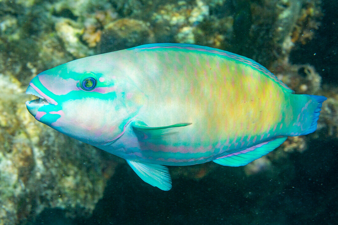 An adult Pacific bullethead parrotfish (Chlorurus spiluris), off the reef on Kawe Island, Raja Ampat, Indonesia, Southeast Asia