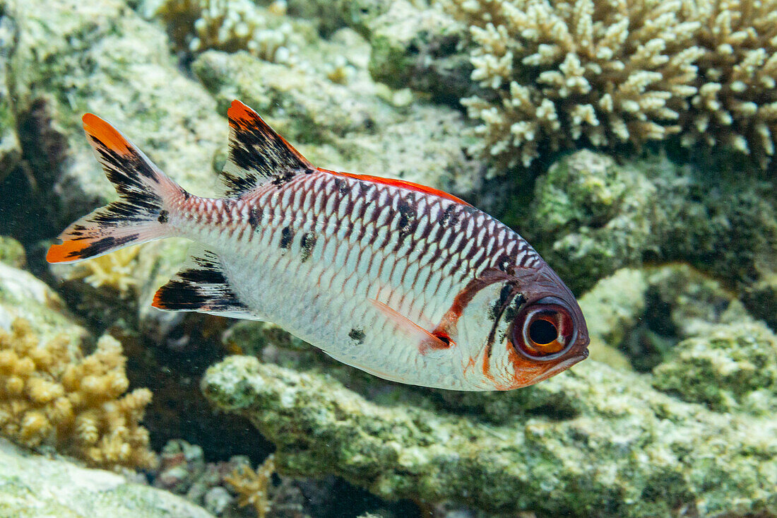 Ein ausgewachsener Soldatenfisch (Myripristis spp), vor dem Riff der Insel Kawe, Raja Ampat, Indonesien, Südostasien