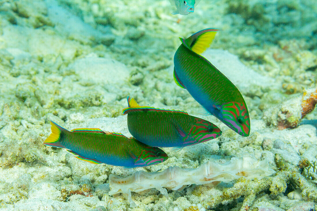 Three adult moon wrasse (Thalasomma lunare), on the reef off Port Airboret, Raja Ampat, Indonesia, Southeast Asia