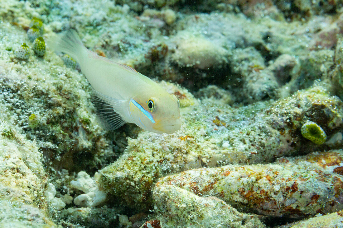 Eine ausgewachsene Blaustreifengrundel (Valenciennea strigata), auf dem Riff vor der Insel Kri, Raja Ampat, Indonesien, Südostasien