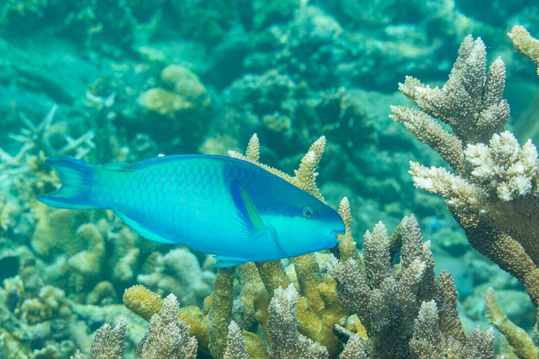 Ein ausgewachsener Dunkelkappen-Papageifisch (Scarus oviceps), vor dem Riff der Insel Kawe, Raja Ampat, Indonesien, Südostasien