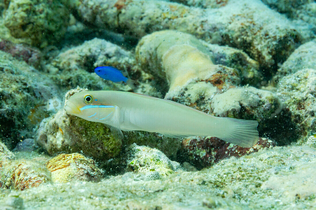 Eine ausgewachsene Blaustreifengrundel (Valenciennea strigata), auf dem Riff vor der Insel Kri, Raja Ampat, Indonesien, Südostasien