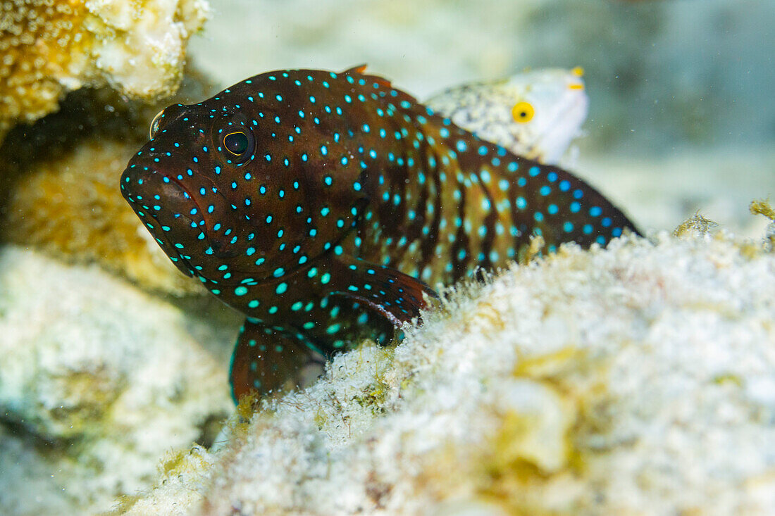 An adult bluespotted grouper (Cephalopholis cyanostigma), off the reef on Kawe Island, Raja Ampat, Indonesia, Southeast Asia